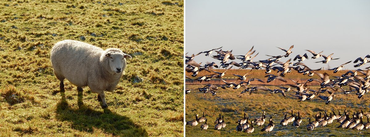 國家公園品牌形象設計欣賞，品牌設計，品牌策劃，網(wǎng)頁設計，公園品牌設計，深圳品牌設計，深圳品牌策劃，左右格局